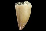Mosasaur (Prognathodon) Tooth - Morocco #87048-1